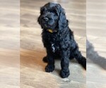 Puppy 1 Goldendoodle