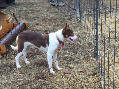 Medium Photo #1 Cowboy Corgi Puppy For Sale in SUMMERVILLE, GA, USA