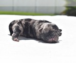 Small #3 Pug