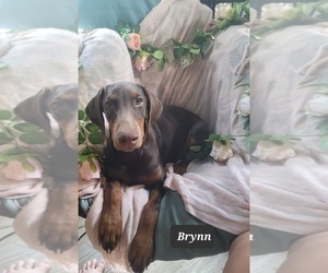Doberman Pinscher Puppy for sale in POMEROY, OH, USA