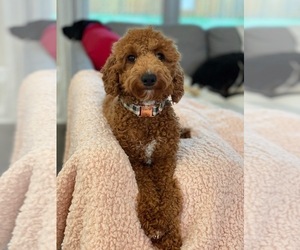 Father of the Goldendoodle (Miniature) puppies born on 07/28/2025
