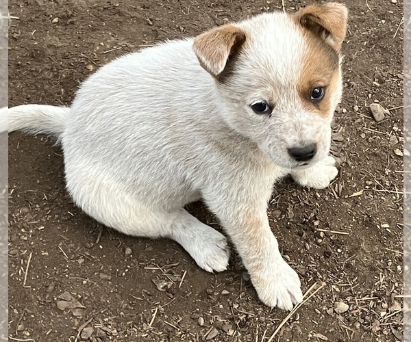 Medium Photo #5 Australian Cattle Dog Puppy For Sale in POST FALLS, ID, USA