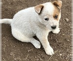 Small #4 Australian Cattle Dog