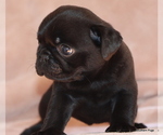 Small #8 Pug