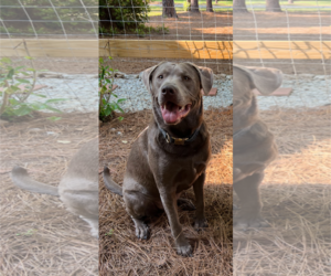 Labrador Retriever-Unknown Mix Dogs for adoption in Holly Springs, NC, USA