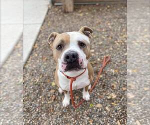 Bull-Boxer Dogs for adoption in Chandler, AZ, USA