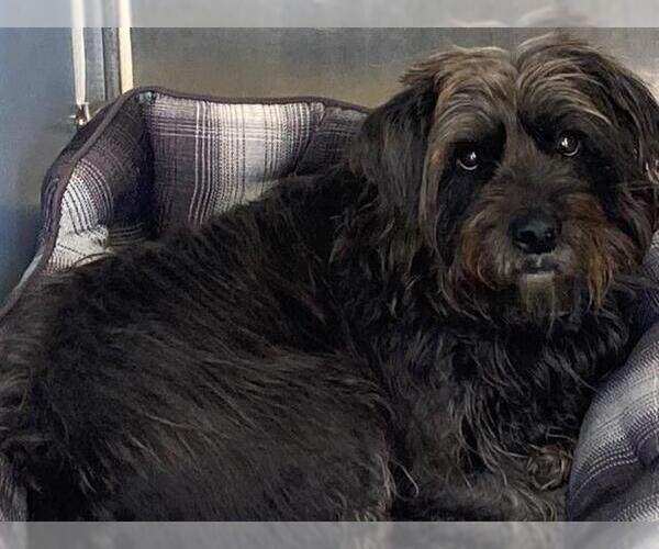 Medium Photo #1 Glen of Imaal Terrier Puppy For Sale in San Clemente, CA, USA