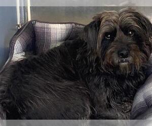Glen of Imaal Terrier Dogs for adoption in San Clemente, CA, USA