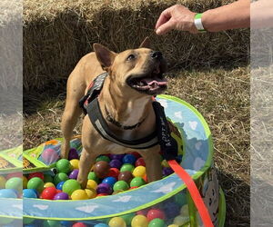 American Staffordshire Terrier-Carolina Dog Mix Dogs for adoption in Rockaway, NJ, USA