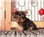 Small #3 Yorkshire Terrier