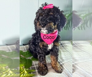 Poodle (Miniature) Puppy for sale in MILLERSBURG, IN, USA