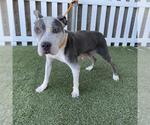 Small Mutt