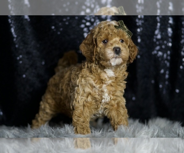 Medium Photo #118 Goldendoodle (Miniature) Puppy For Sale in WARSAW, IN, USA