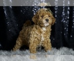 Small Photo #118 Goldendoodle (Miniature) Puppy For Sale in WARSAW, IN, USA