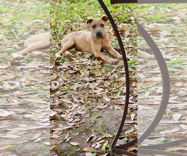 Medium Photo #7 American Staffordshire Terrier-Black Mouth Cur Mix Puppy For Sale in Spring, TX, USA