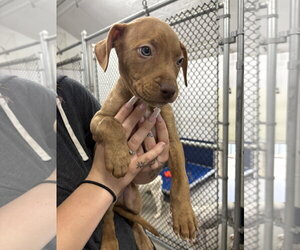 Mutt Dogs for adoption in Sterling, MA, USA