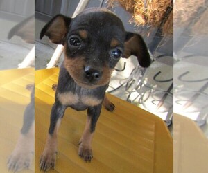 Miniature Pinscher Puppy for sale in KALAMAZOO, MI, USA