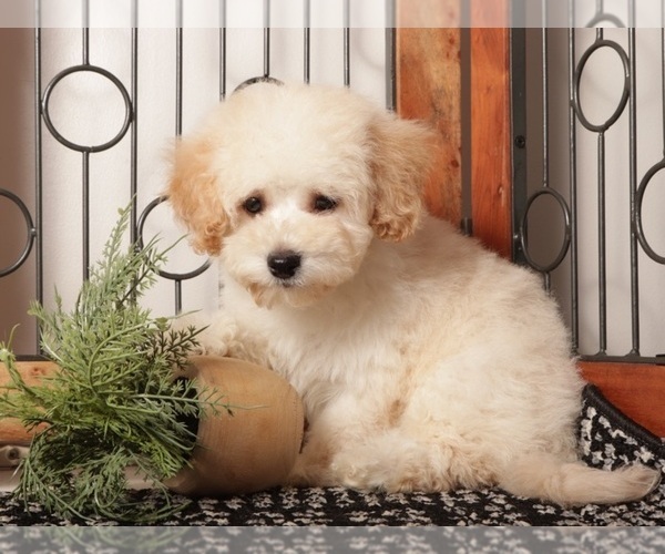 Medium Photo #3 Maltipoo (Miniature) Puppy For Sale in NAPLES, FL, USA