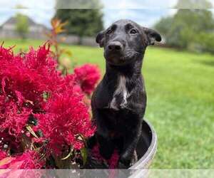 Mutt Dogs for adoption in Stevens Point, WI, USA