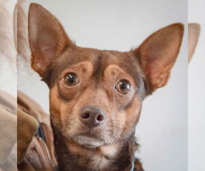 Chipin Dogs for adoption in Huntley, IL, USA