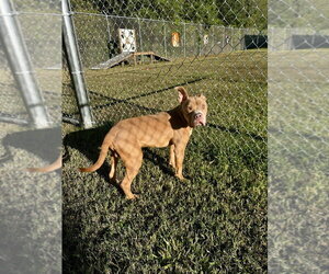 DA 21 Scar - Male Mutt Dog for Adoption - Photo #2
