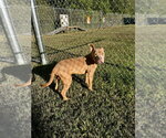 Small Photo #2 Mutt Puppy For Sale in Glen Allen, VA, USA