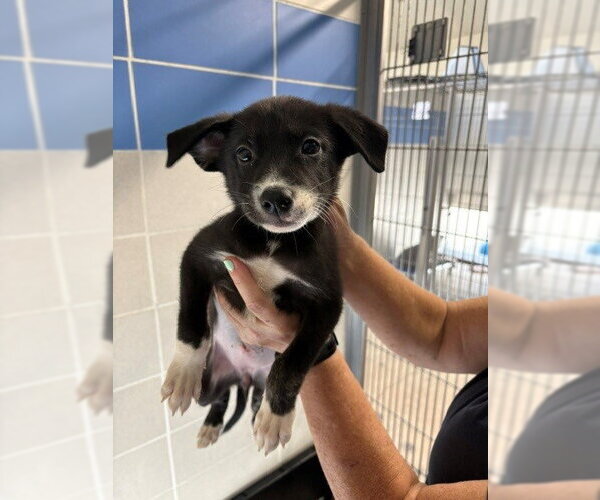 Medium Photo #1 Labsky Puppy For Sale in Burbank, CA, USA