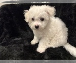 Small #12 Bichon Frise