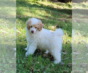 Poodle (Miniature) Puppy for sale in PIONEER, CA, USA
