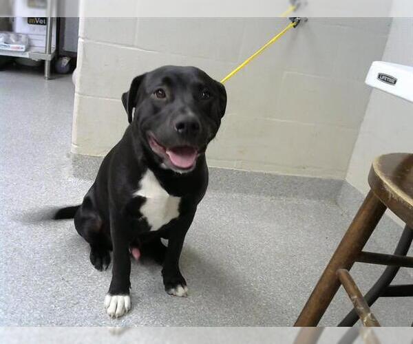 Medium Photo #1 American Pit Bull Terrier-Unknown Mix Puppy For Sale in Pasadena, TX, USA