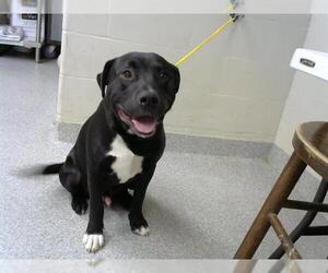 American Pit Bull Terrier-Unknown Mix Dogs for adoption in Pasadena, TX, USA