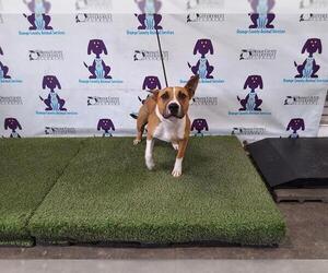 American Bulldog-Unknown Mix Dogs for adoption in Orlando, FL, USA