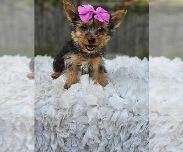 Medium Photo #3 Yorkshire Terrier Puppy For Sale in INDIANAPOLIS, IN, USA
