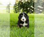 Small #2 Bernedoodle (Miniature)