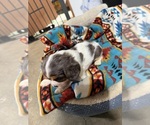 Small Photo #24 Cavalier King Charles Spaniel Puppy For Sale in DEWITT, MI, USA