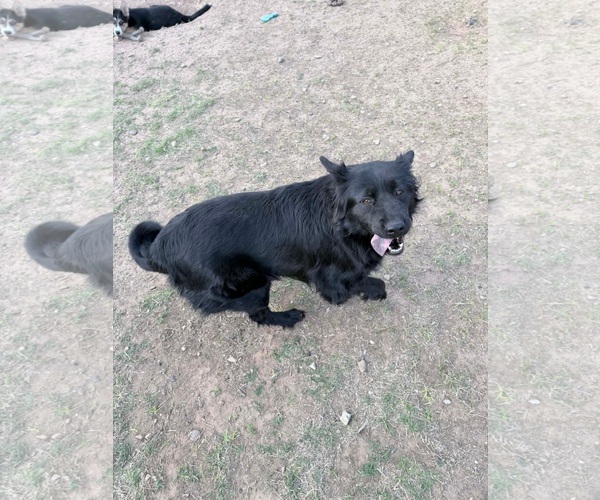 Medium Photo #4 Mutt Puppy For Sale in Grafton, WI, USA