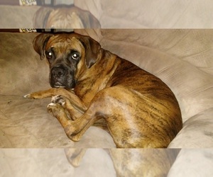 Mother of the Boxer puppies born on 02/18/2026