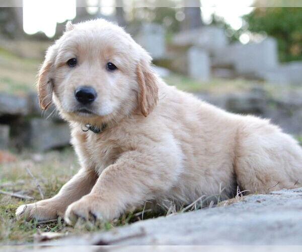 Medium Photo #1 Golden Retriever Puppy For Sale in Germanton, TN, USA