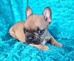 Small #2 French Bulldog