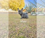 Puppy 3 French Bulldog