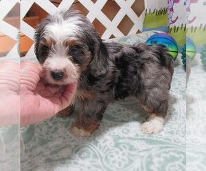 Chiweenie-Poodle (Toy) Mix Puppy for sale in RATTAN, OK, USA