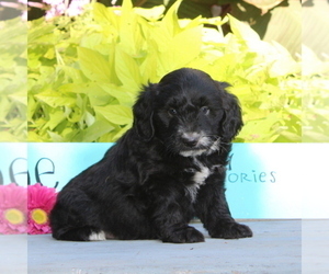Aussiedoodle Miniature  Puppy for sale in HOLTWOOD, PA, USA