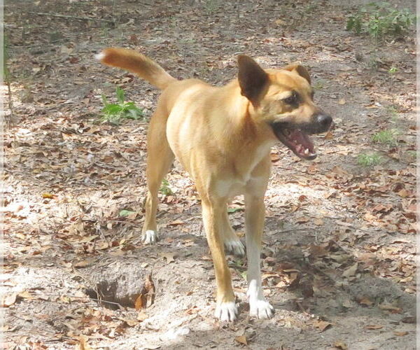 Medium Photo #4 Mutt Puppy For Sale in Camden, SC, USA