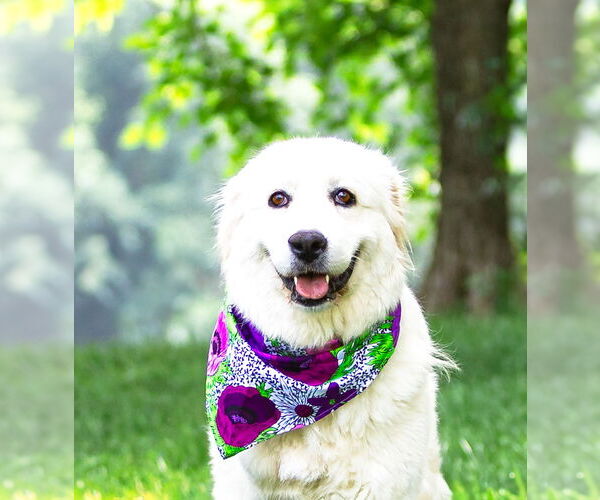 Medium Photo #3 Great Pyrenees Puppy For Sale in Unionville, PA, USA
