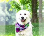 Small #2 Great Pyrenees