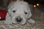 Small Photo #1 Golden Retriever Puppy For Sale in TOONE, TN, USA