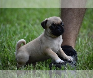 Pug Puppy for sale in PALM COAST, FL, USA