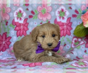 Goldendoodle (Miniature) Puppy for sale in LANCASTER, PA, USA