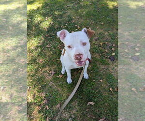 American Pit Bull Terrier Dogs for adoption in Dana Point, CA, USA