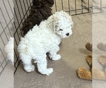 Small Photo #7 Poodle (Miniature) Puppy For Sale in GLOUCESTER, VA, USA
